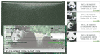 Bonus Buy - Panda